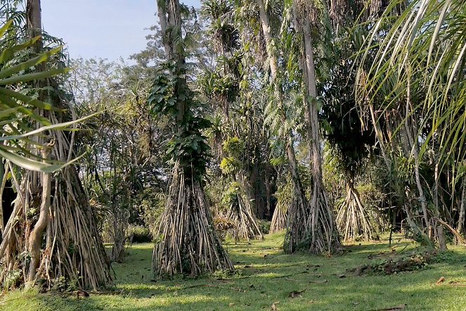 Jardins d'ici et d'ailleurs - Jardin Botanique de Bogor - Kuvat elokuvasta
