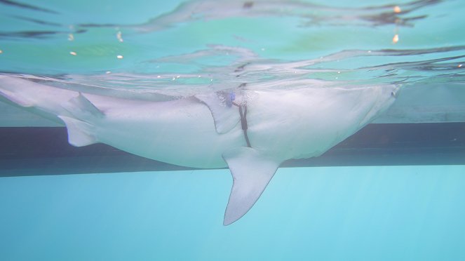 Sharks of The Bermuda Triangle - Photos