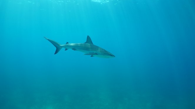 Sharks of The Bermuda Triangle - Photos