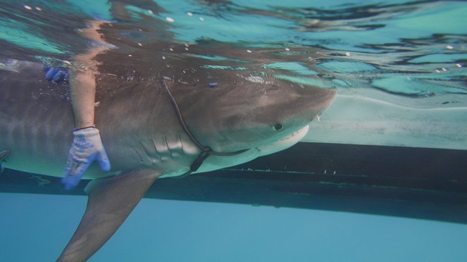 Sharks of The Bermuda Triangle - Filmfotók