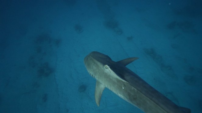 Sharks of The Bermuda Triangle - Z filmu