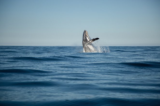 Shark Vs Whale - Photos