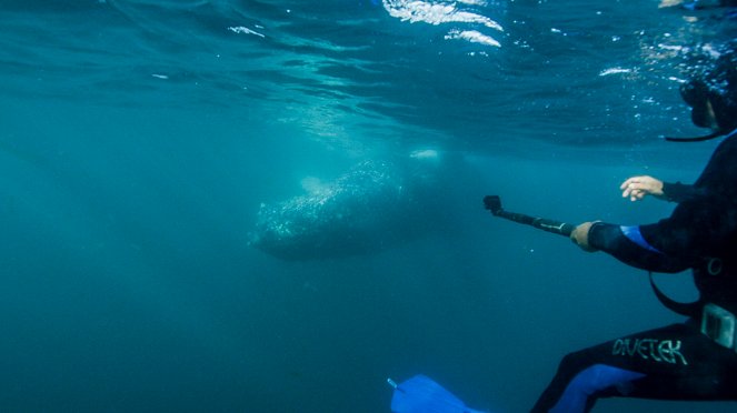 Gigászok csatája: Cápa bálna ellen - Filmfotók