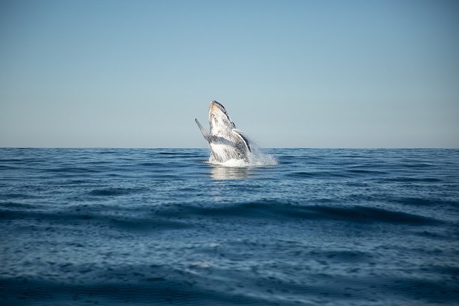Gigászok csatája: Cápa bálna ellen - Filmfotók