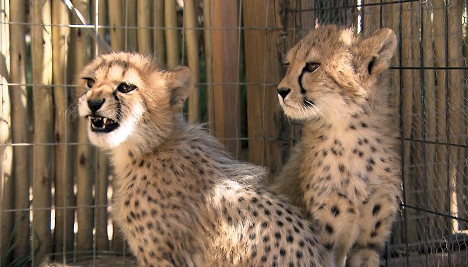 Am Kap der wilden Tiere - Neues Gehege für Gepardin Skyla - Film