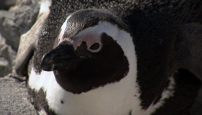 Am Kap der wilden Tiere - Pinguinküken zählen auf Robben Island - Van film
