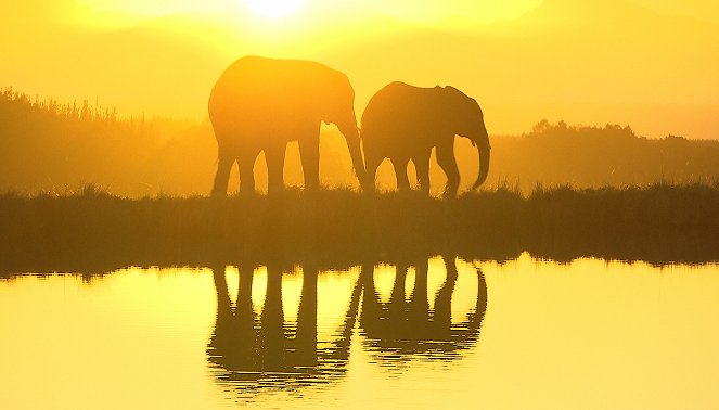 Am Kap der wilden Tiere - Der Giraffen-Transport - Filmfotók