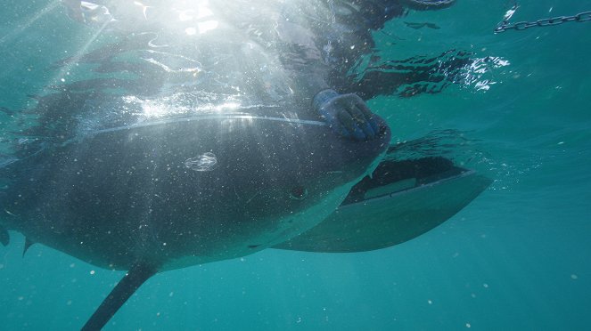 Veszedelmes viszonyok: Cápák a delfinek ellen - Filmfotók
