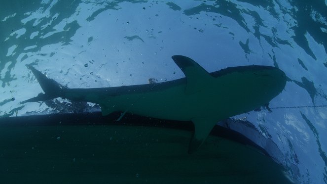 Sharks vs. Dolphins: Blood Battle - Z filmu