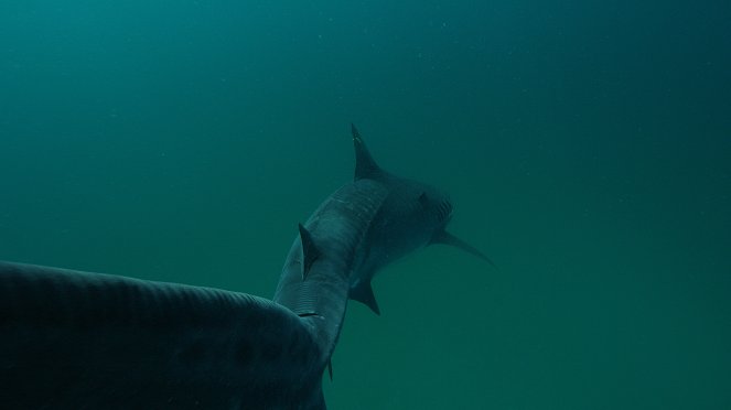 Sharks vs. Dolphins: Blood Battle - Van film