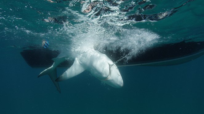 Hai vs. Delfin - Filmfotos
