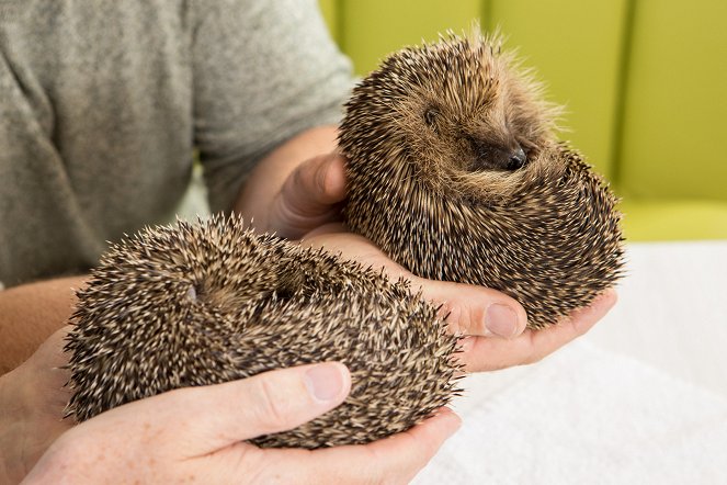 Meet the Hedgehogs - Photos