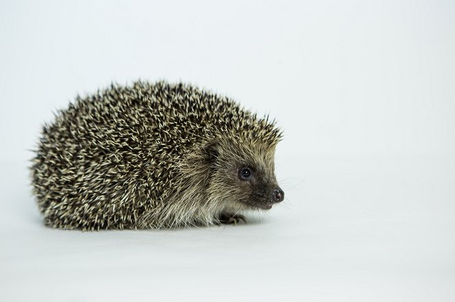 Meet the Hedgehogs - Z filmu