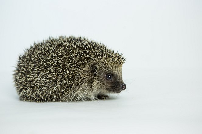 Meet the Hedgehogs - De filmes