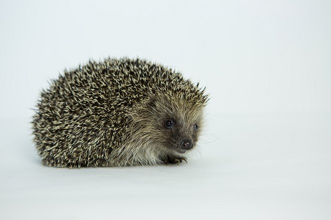 Meet the Hedgehogs - Van film