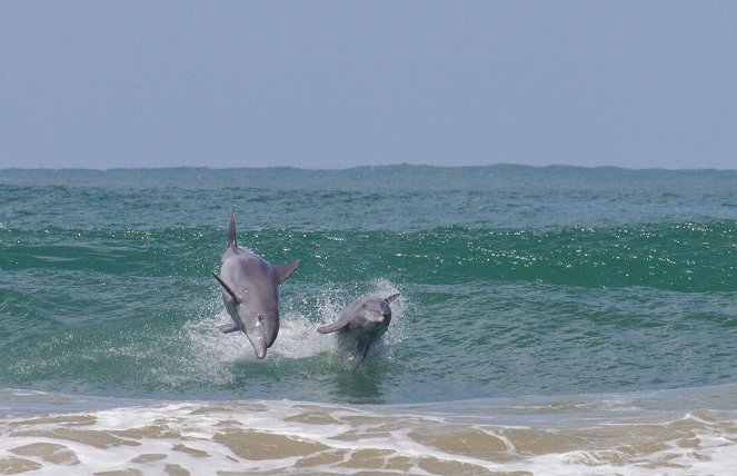 Conversations avec les dauphins - Filmfotos
