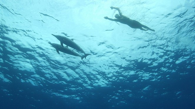 Conversations avec les dauphins - De la película