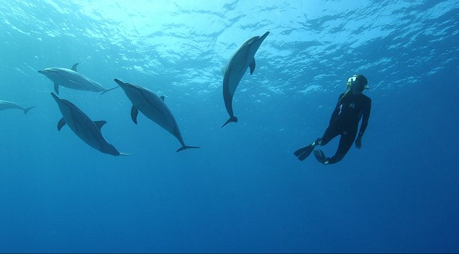 Conversations avec les dauphins - De la película