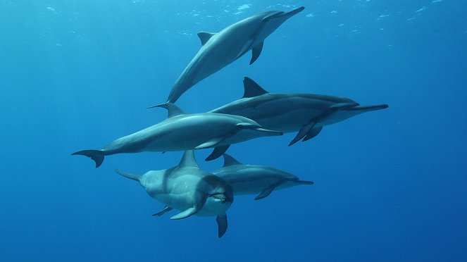 Conversations avec les dauphins - Van film