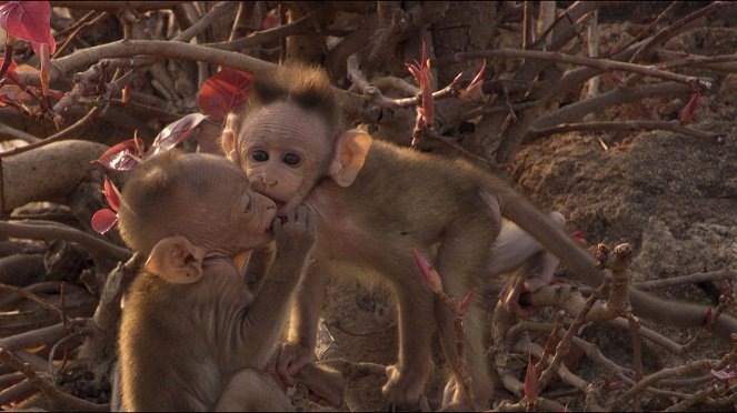 Die Affenbande - Z filmu