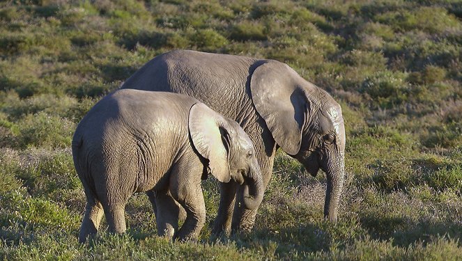 Am Kap der wilden Tiere - Patrick und die Baby-Elefanten - Photos