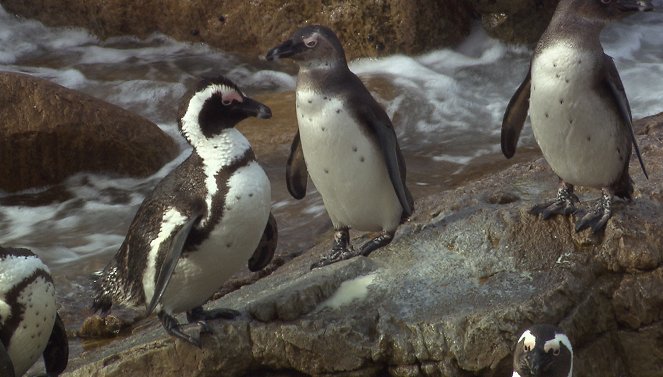 Am Kap der wilden Tiere - Freiheit für die Pinguine - Z filmu