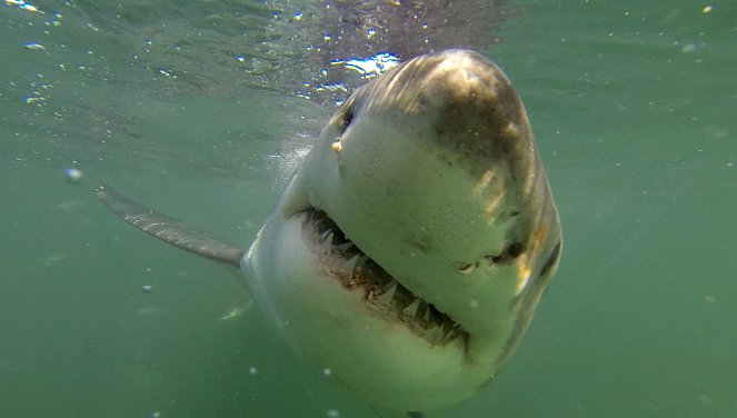 Am Kap der wilden Tiere - Das Hai-Experiment - Filmfotók