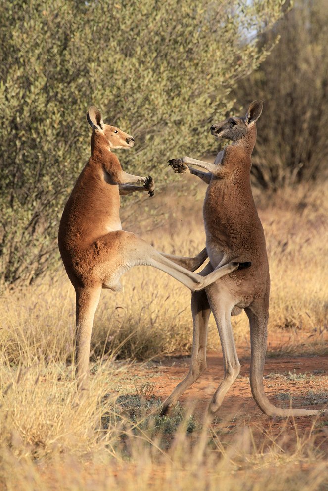 Kängurus - Australiens Rote Riesen - Photos