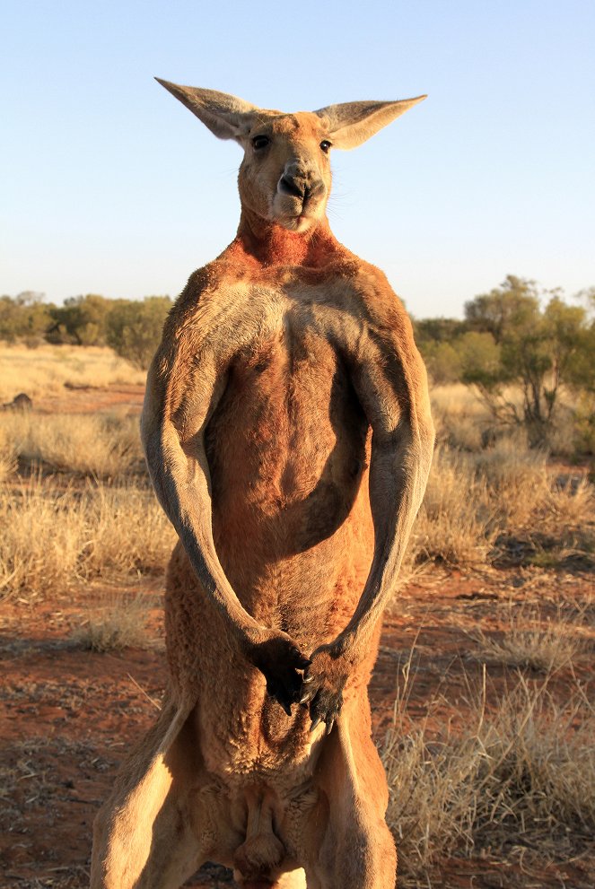 Kängurus - Australiens Rote Riesen - Do filme