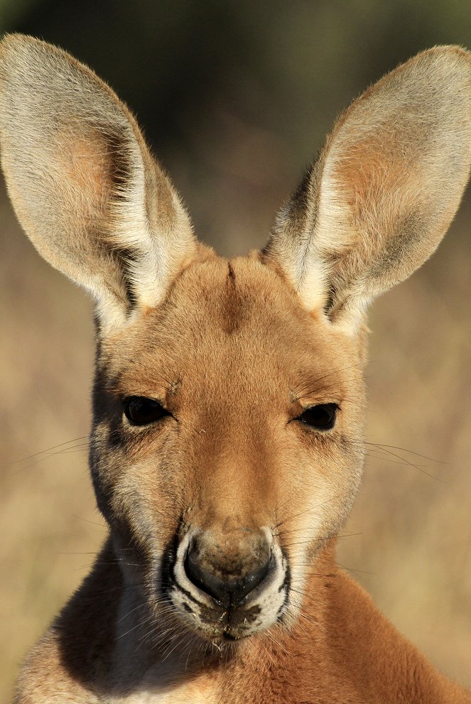 Kängurus - Australiens Rote Riesen - Photos