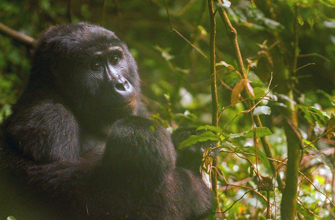 Gorillas unter Stress - Lebensraum am Limit - Film