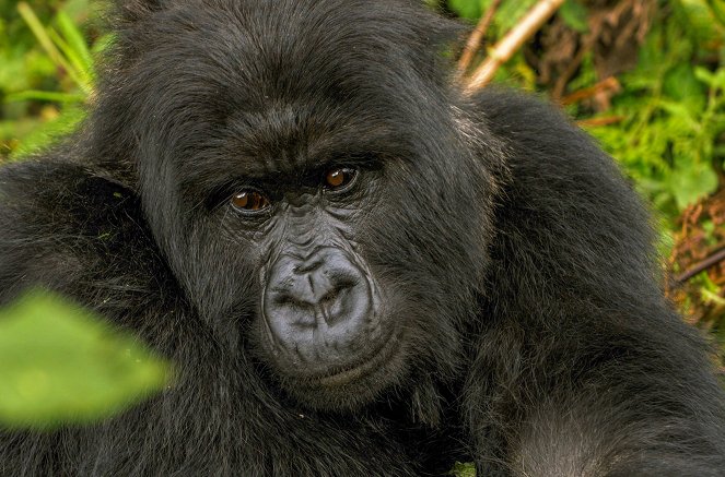 Gorillas unter Stress - Lebensraum am Limit - Film