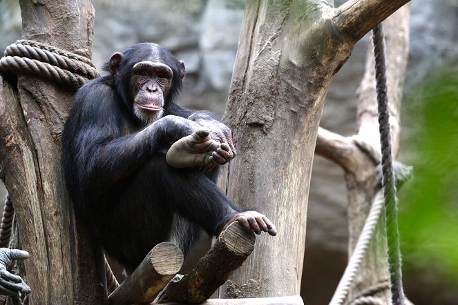 The Secret of the Apes - Photos