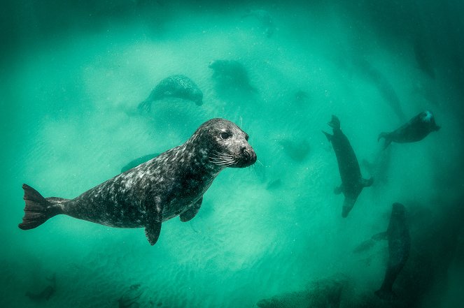 Universum: Wildes Irland - Ungezähmte Insel am Rande Europas - Filmfotos