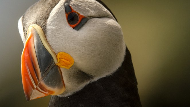 Wild Ireland: The Edge of the World - Photos