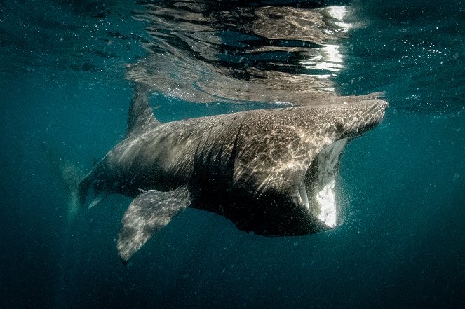 Wild Ireland: The Edge of the World - Photos