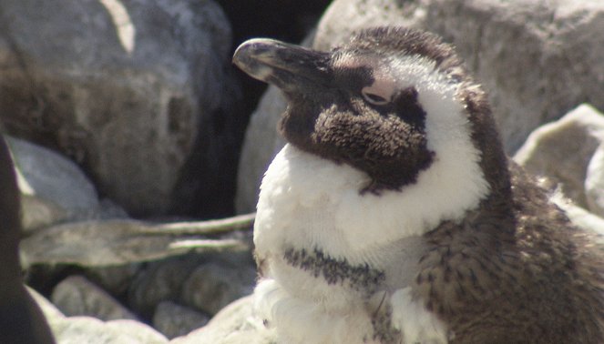 Am Kap der wilden Tiere - Pinguinküken in Not - Filmfotók