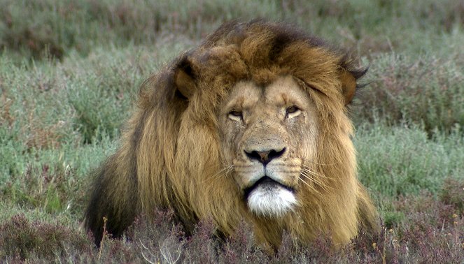 Am Kap der wilden Tiere - Eine Wurmkur für die Löwen - Film
