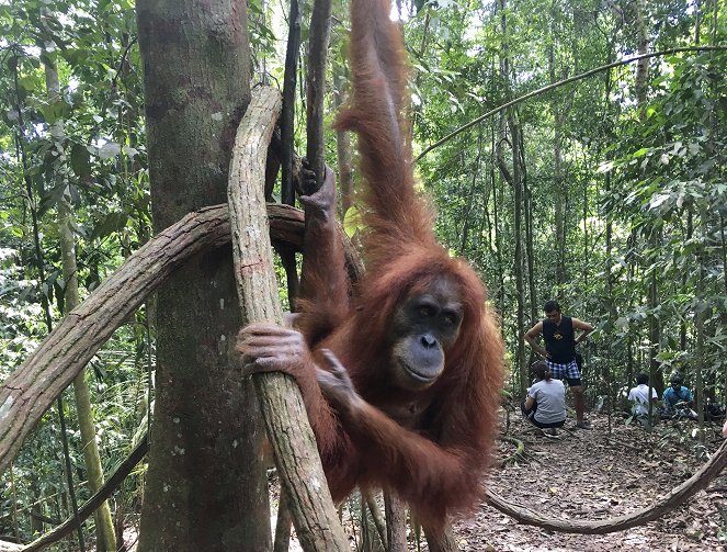 Der wilde Norden Sumatras - Dschungeltour zu den Orang Utans - Z filmu