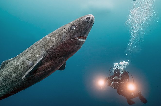 Haie eiskalt! - Jäger zwischen Nordsee und Grönland - Filmfotos