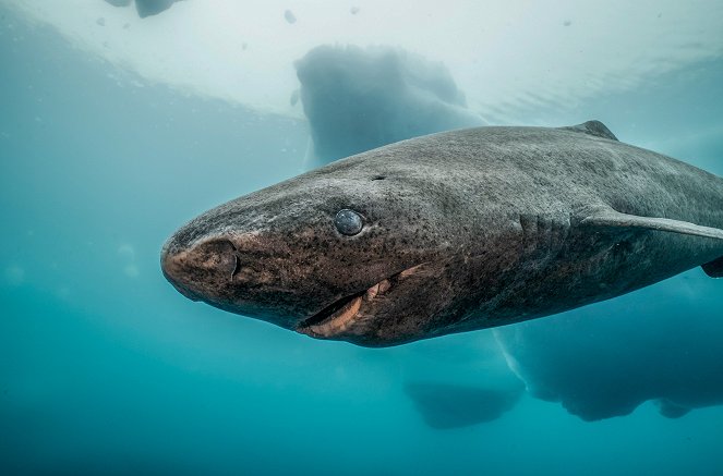 Haie eiskalt! - Jäger zwischen Nordsee und Grönland - Film