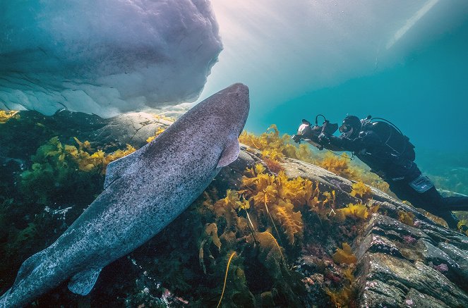 Haie eiskalt! - Jäger zwischen Nordsee und Grönland - Filmfotos