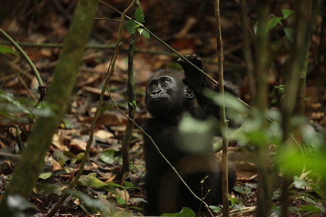 Ghost of the Silverback - Photos