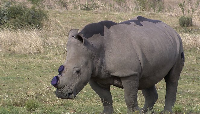 Am Kap der wilden Tiere - Rettungsaktion für die Nashörner - Photos