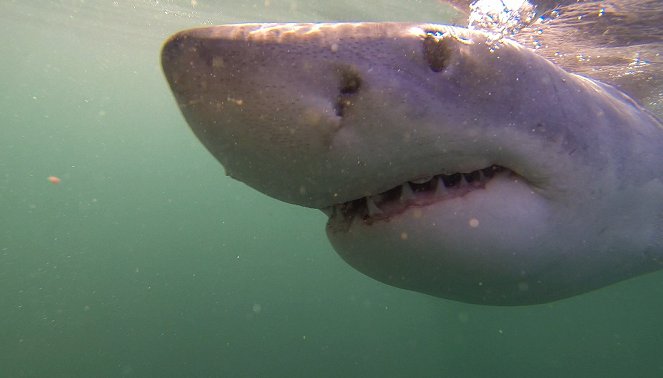 Am Kap der wilden Tiere - Fotoshooting mit dem Weißen Hai - Filmfotók