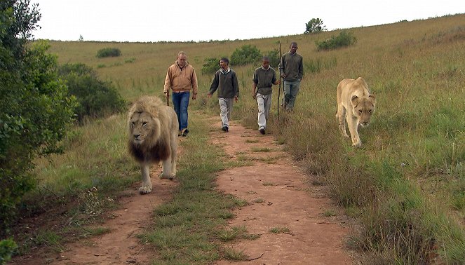 Am Kap der wilden Tiere - Ein Spaziergang mit Löwen - Photos