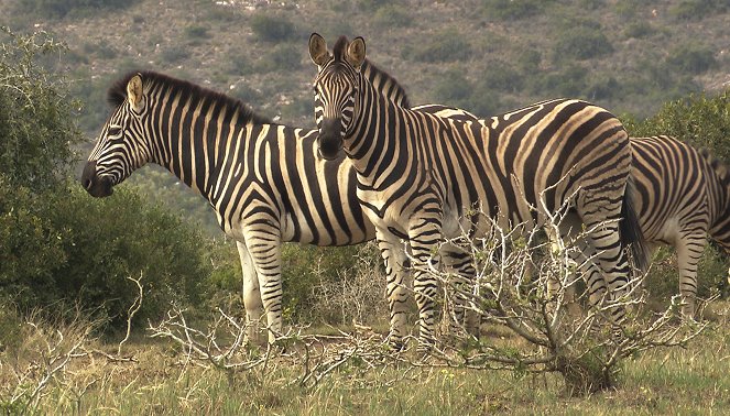 Am Kap der wilden Tiere - Eine neue Heimat für die Zebras - Film