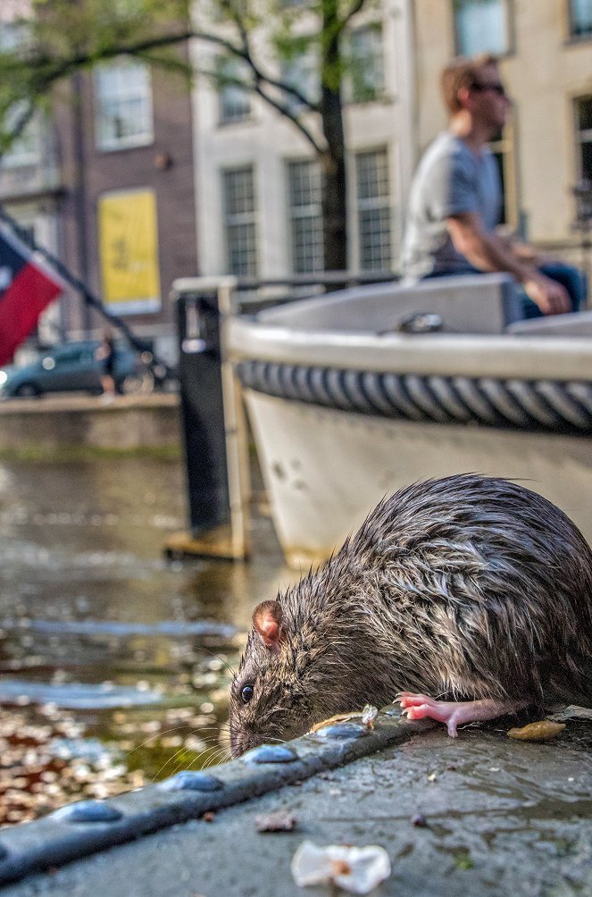 Amsterdam: Streifzug auf Katzenpfoten - Filmfotos