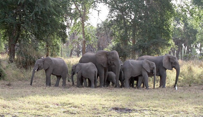 Háborús elefántok - Filmfotók