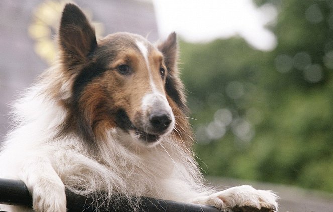 Lassie - Film - Mason